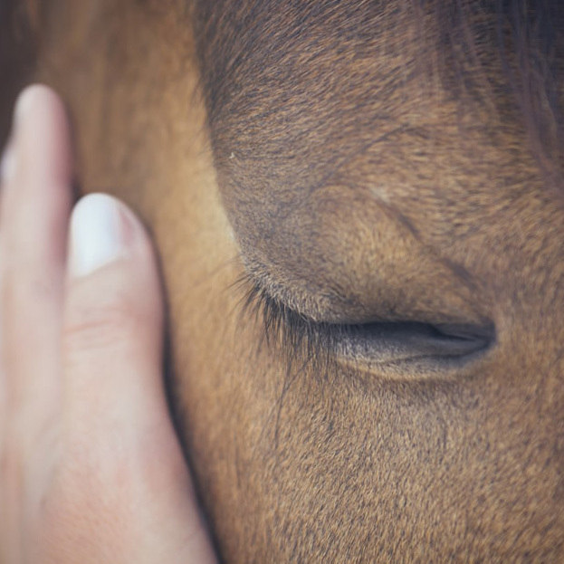 Horses in the Moment - logo